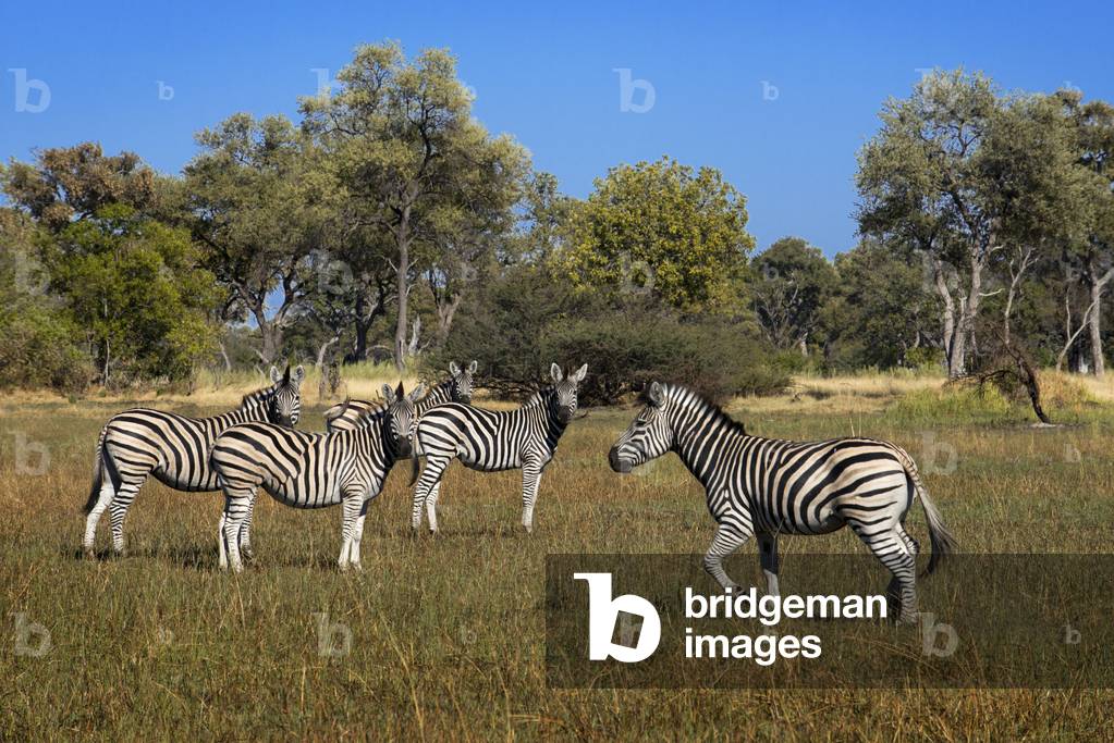 Herd of Zebras Prowling near Camp Eagle Island Camp, Moremi Game Reserve, Chobe National Park, Botswana (photo)
