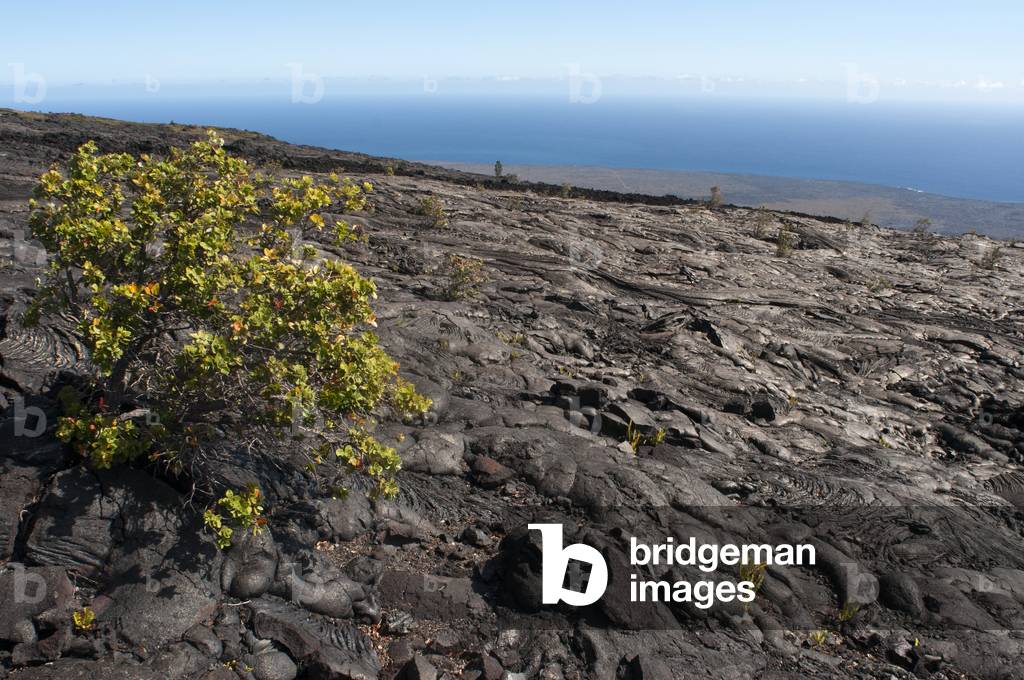 Hawaii Volcanoes National Park, Big Island, Hawaii (photo)