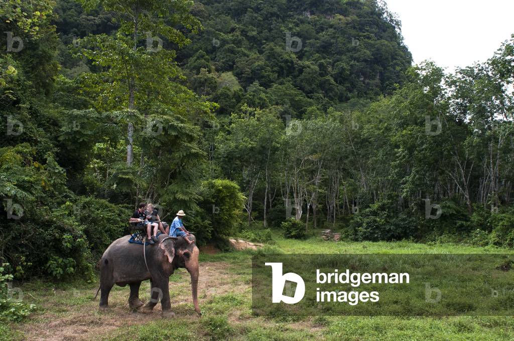 Elephant riding in rubber tree forest, Andaman Island, Thailand (photo)