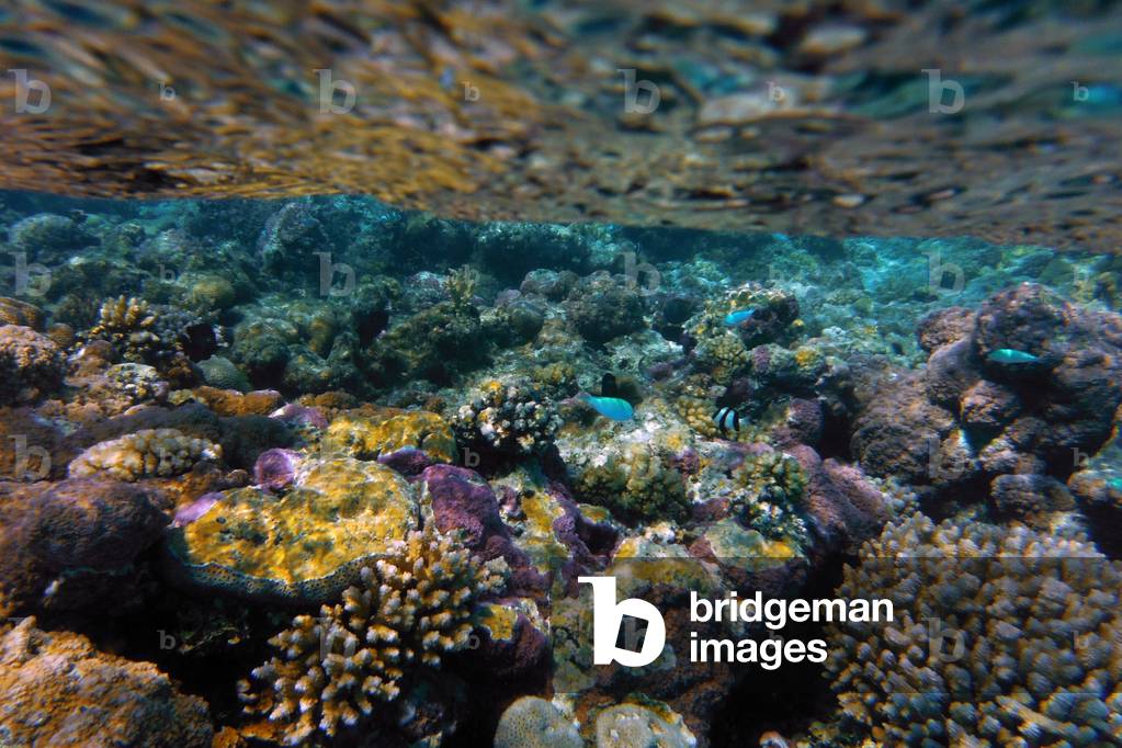 Aitutaki, Cook Island, Polynesia, South Pacific Ocean  (photo)