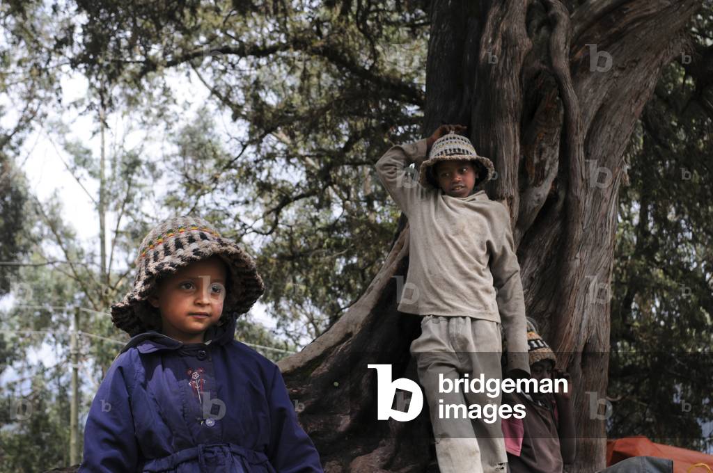 Children in Mount Entoto Eucalyptus Forest above Addis Ababa, Ethiopia. The sacred forests of nothern Ethiopia. (photo)