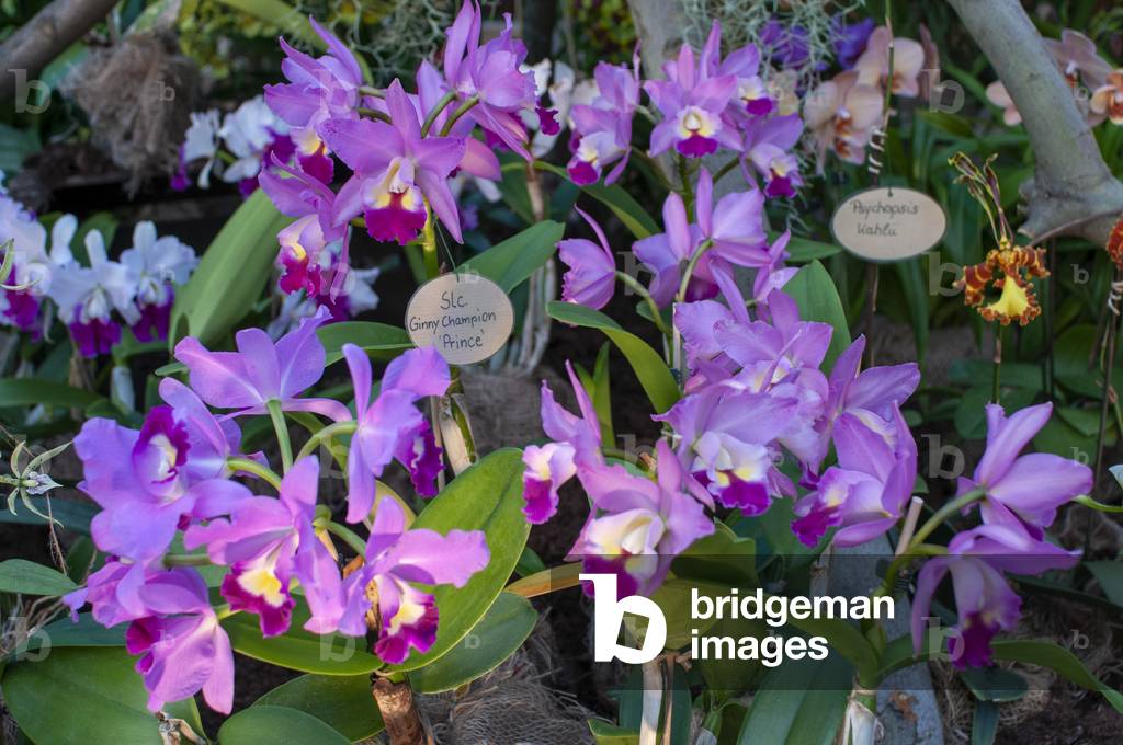 Orchids inside Botanical Garden or Botanischer Garten Berlin, with more than 43 ha the greatest botanical garden in Europe. The main tropical greenhouse (photo)