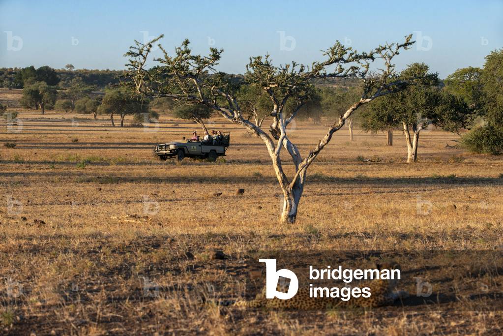 Tourist in a safari vehicle watching at Female Cheetah (Acinonyx jubatus) at Mashatu game reserve, Botswana, Africa, 2020 (photo)