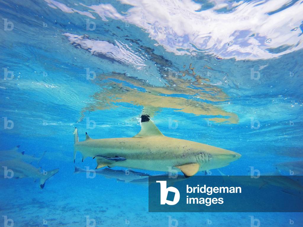 Tourists on a snorkeling excursion to view black tipped sharks and sting rays in the shallow waters of the Bora Bora lagoon, Moorea, French Polynesia, Society Islands, South Pacific, Cook's Bay, 2020 (photo)