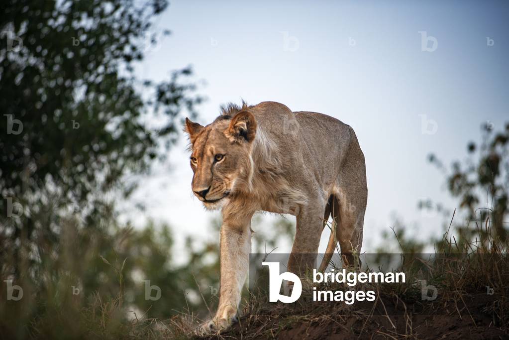 Lion (Panthera leo) at Mashatu game reserve, Botswana, Africa, 2020 (photo)