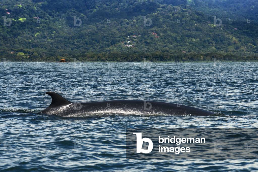 A humpback whale emerges from the waters of the Ballena National Marine Park near Uvita during the fourth annual Festival of Dolphins and Whales (photo)