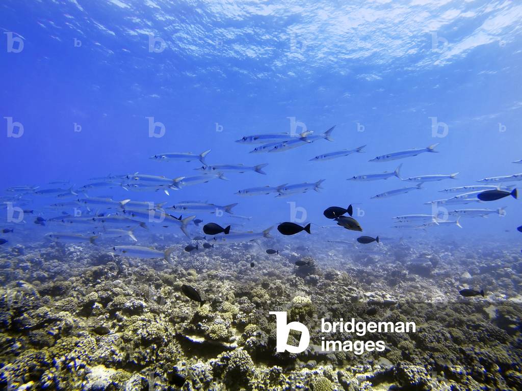 Snorkeling excursion in the shallow waters of the Bora Bora lagoon, Moorea, French Polynesia, Society Islands, South Pacific, Cook's Bay, 2020 (photo)