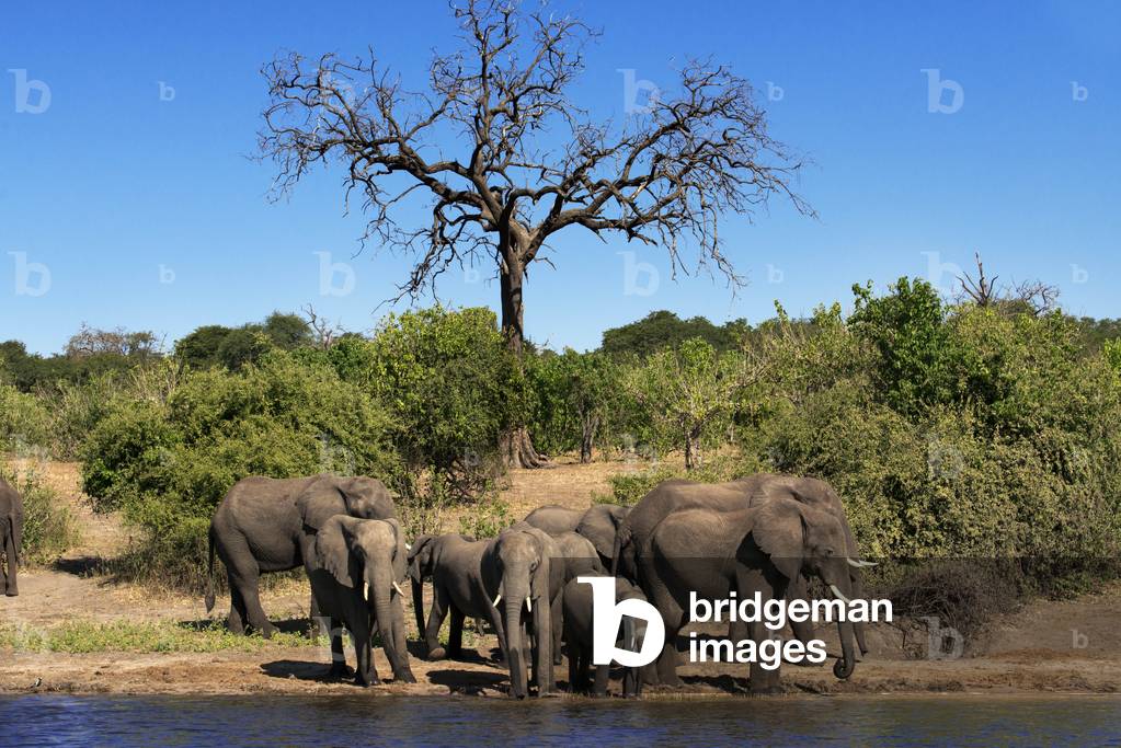 Elephants, Chobe National Park, Boswana (photo)
