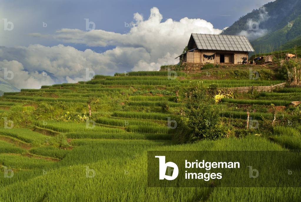 Sunset in the rice terraces nearby of Lao Chai village, Trekking Sapa to Lao Chai, Vietnam (photo)