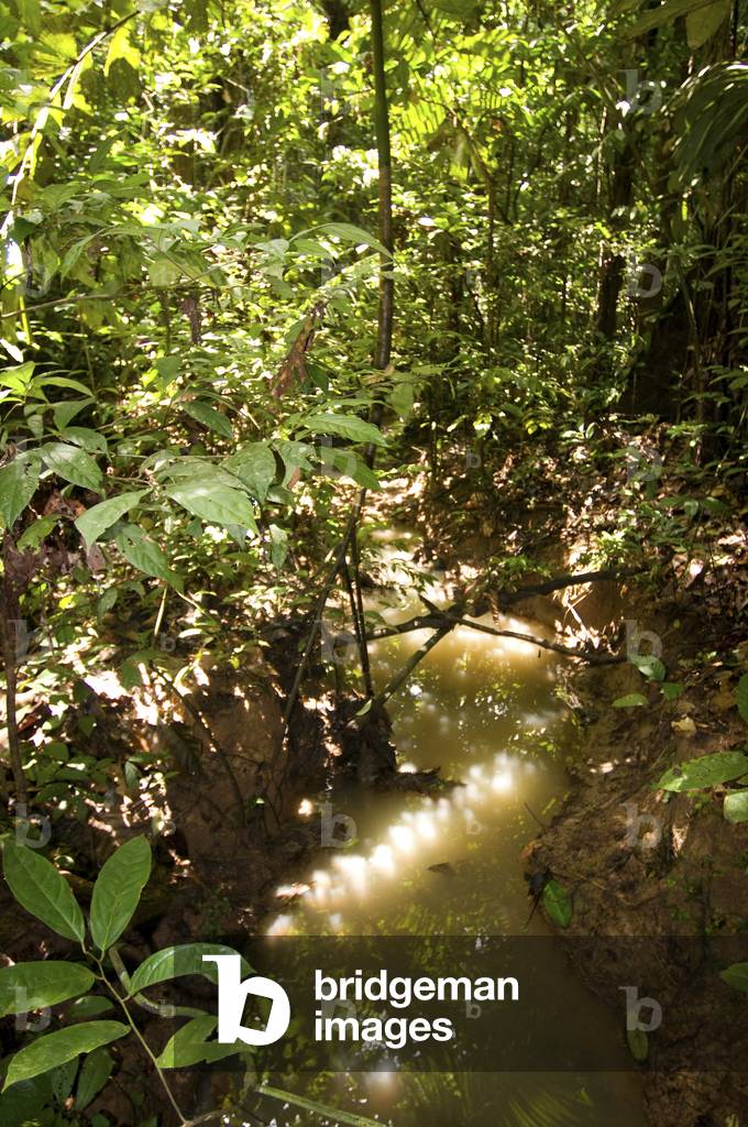 Amazon, Peru (photo)