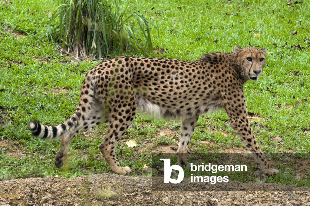 Zoo, Cheetah, Acinonyx jubatus, Singapore (photo)