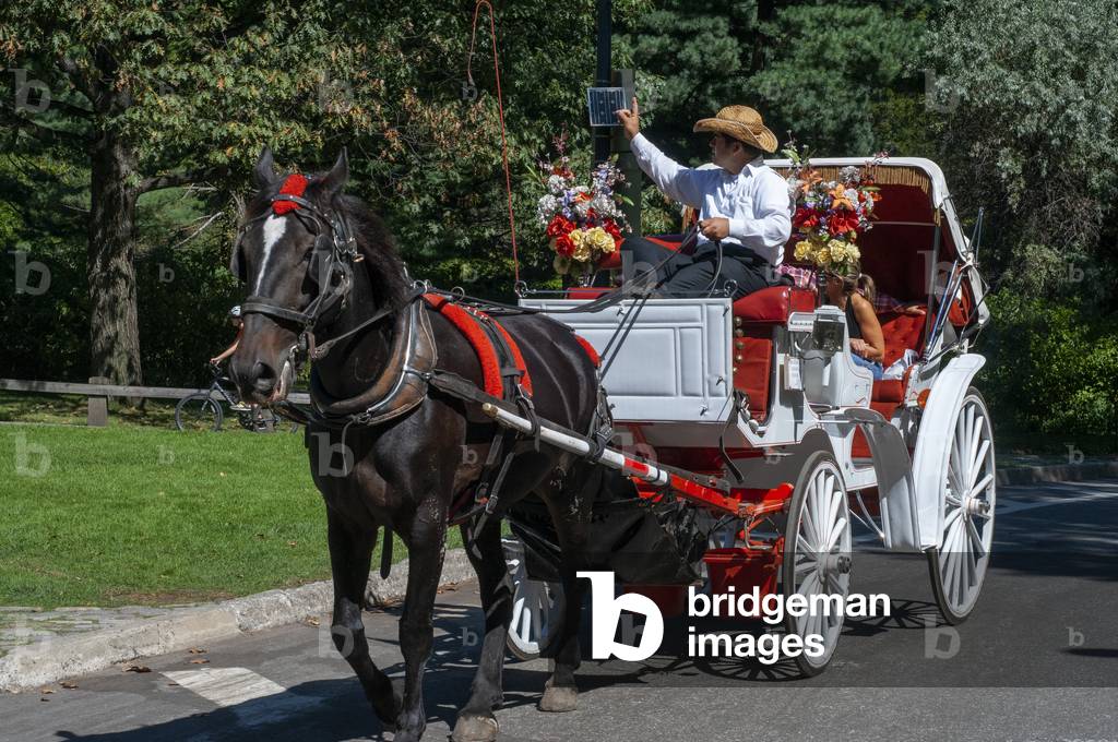 One of the many Horse & Carriages working in Central Park, New York, USA (photo)