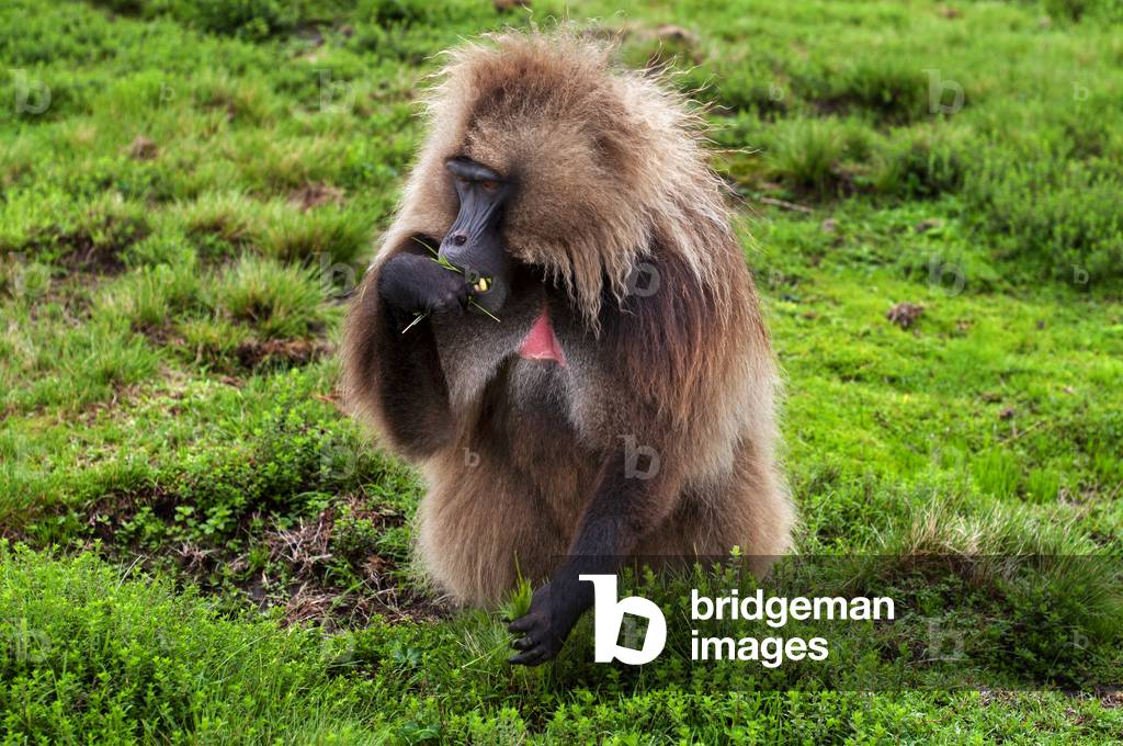 Gelada Baboon Theropithecus Gelada in Simien Mountains National Park, Amhara region, North Ethiopia (photo)