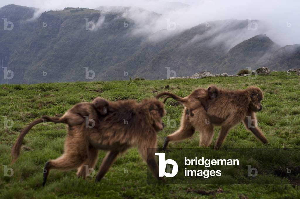 Gelada baboon (Theropithecus Gelada), Simien Mountains National Park, Amhara region, North Ethiopia (photo)