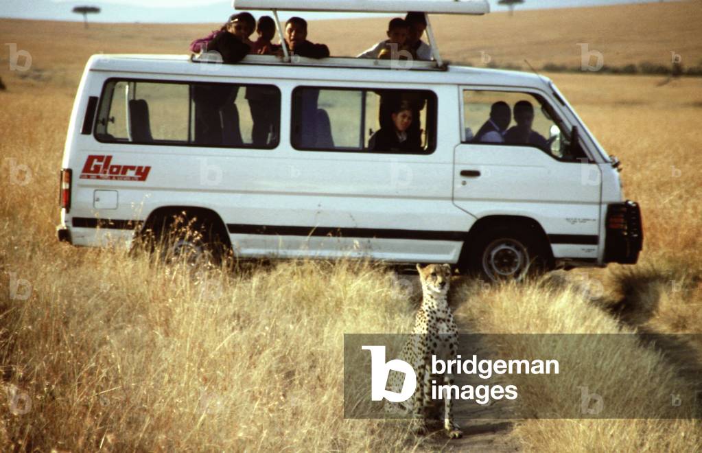 Cheetah (Acinonyx jubatus) and safari tourist car on the savannah, Masai Mara, Kenya (photo)