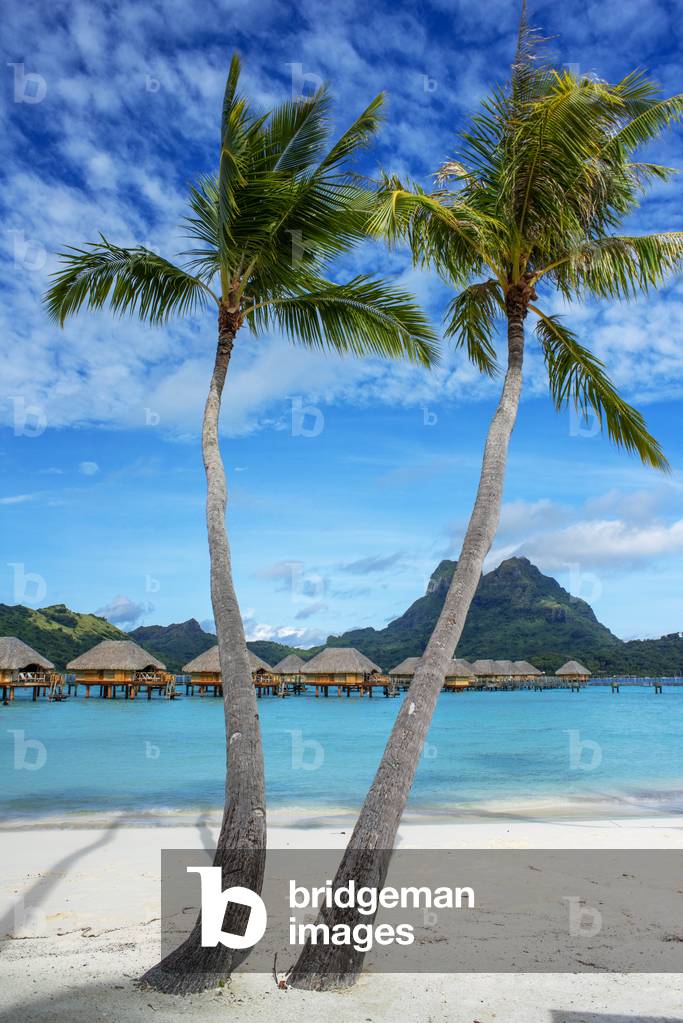 Palms in the beach at Le Bora Bora by Pearl Resorts luxury resort in motu Tevairoa island, a little islet in the lagoon of Bora Bora, Society Islands, French Polynesia, South Pacific, 2020 (photo)