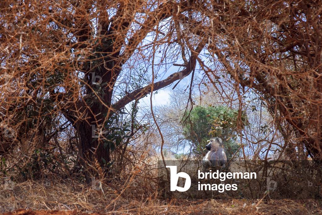 Vervet monkey Chlorocebus pygerythrus sitting on bare earth in Tsavo National Park Kenya, 2020 (photo)