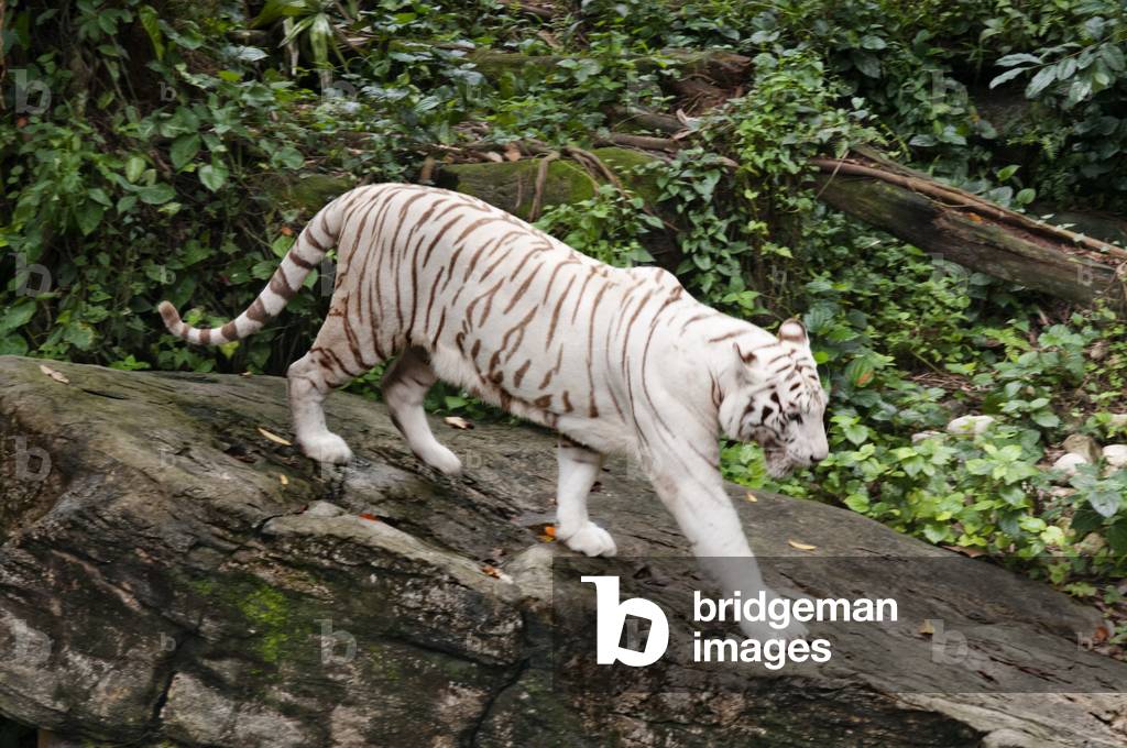 White tiger (Panthera tigris), Bengal tiger, Panthera leo, Zoo, Singapore (photo)