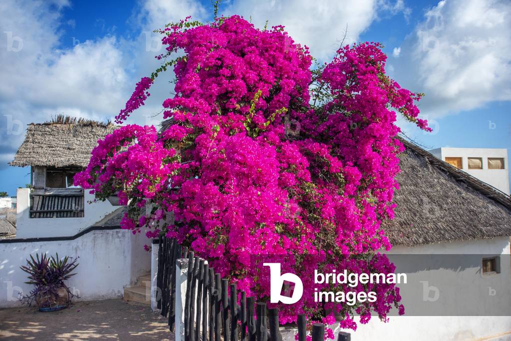 Pink Bougainvillea Flowers and white houses in the city town of Lamu in Kenya, 2020 (photo)