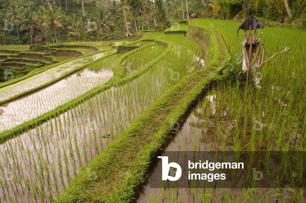 Rice Field, near the town of Bangli. Ubud. Bali  (photo)