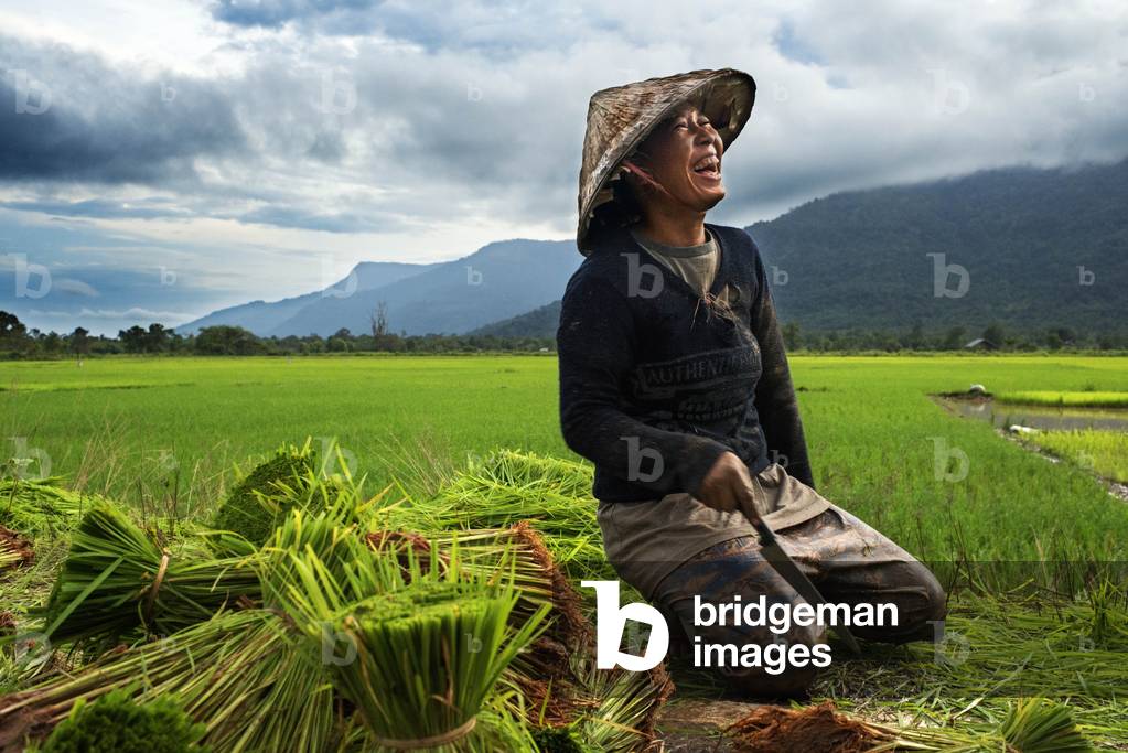 Woman working in the ricefiel plantation near Kiet Ngong, Laos (photo)