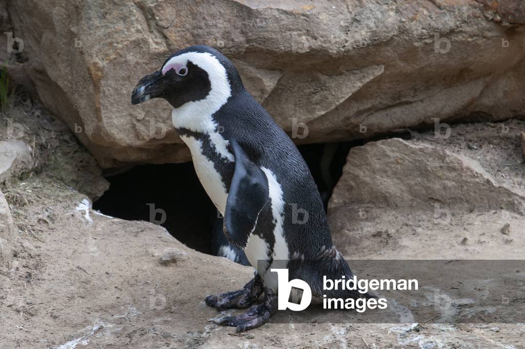 Penguin in Berlin Zoo / Zoological Garden in Berlin, Germany (photo)