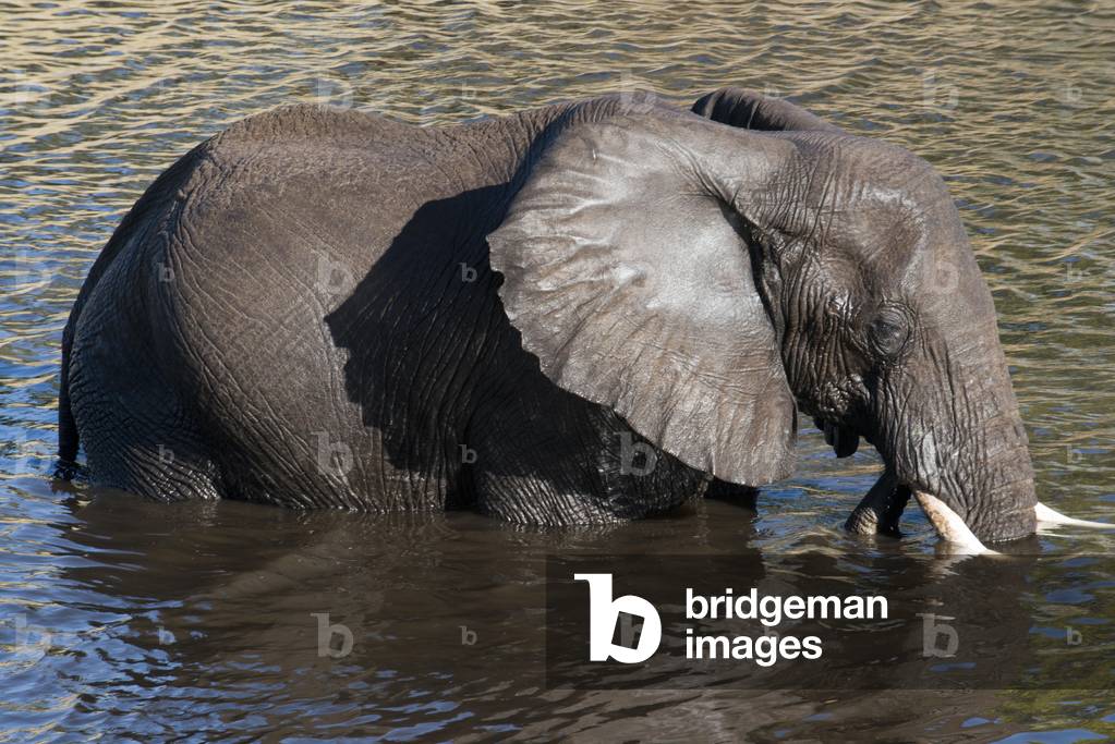 Elephant out of the water at a waterhole, Savute Elephant Camp by Orient Express, the Chobe National Park, Boswana  (photo)