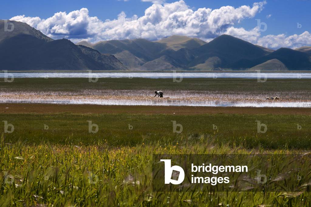 Wheat fields at Lake Yamdrok, Tibet (photo)