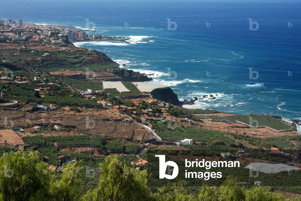 Vineyards and fields for cultivation and tillage in La Orotava and Puerto de la Cruz in Tenerife Island in Canary Islands Spain (photo)