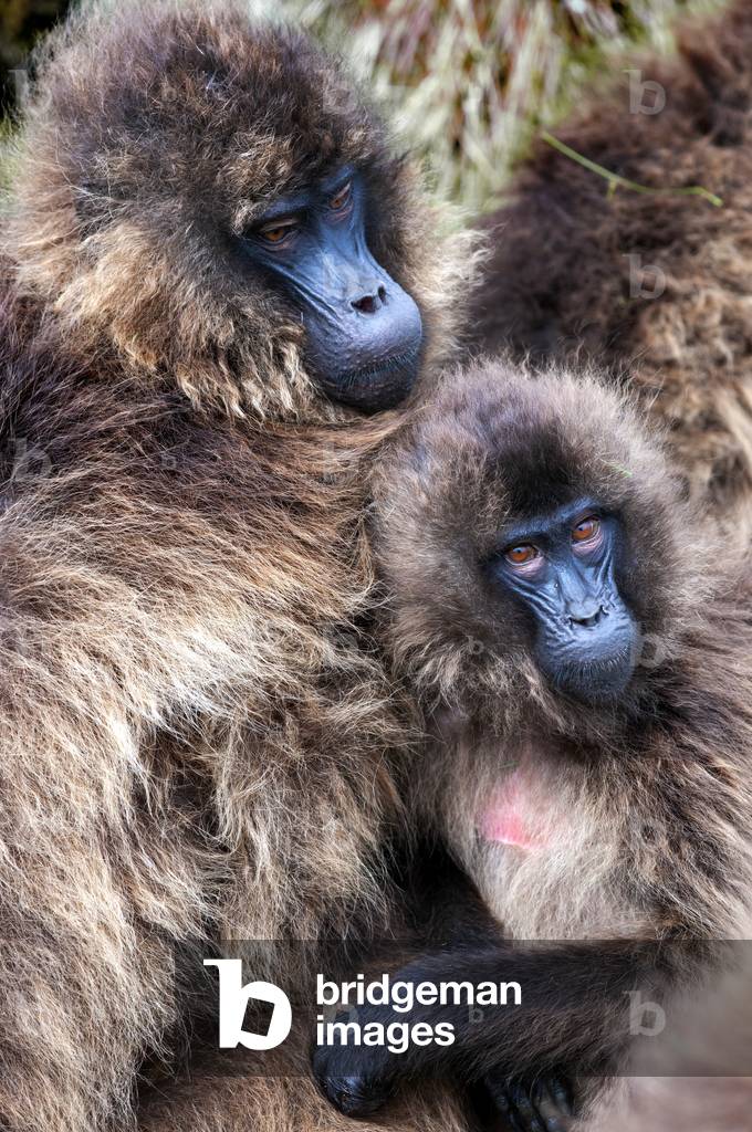 Gelada Baboon Theropithecus Gelada in Simien Mountains National Park, Amhara region, North Ethiopia (photo)