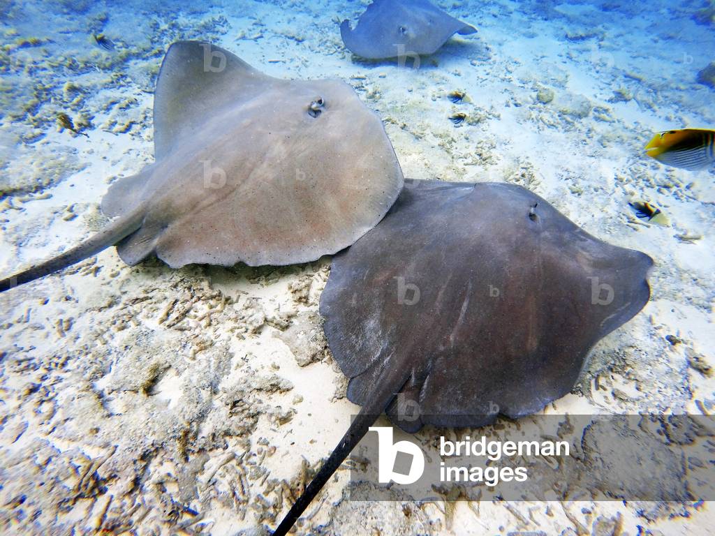 Sting rays in the shallow waters of the Bora Bora lagoon, Moorea, French Polynesia, Society Islands, South Pacific, Cook's Bay, 2020 (photo)