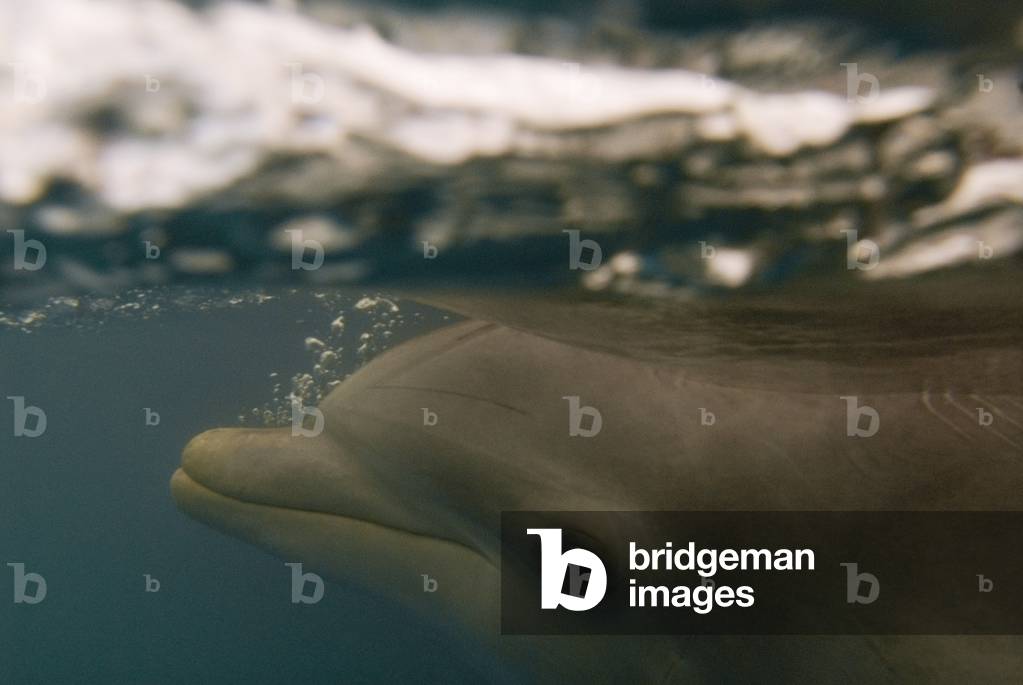 Sanctuary Bay, Grand Bahama, Bahamas (photo)