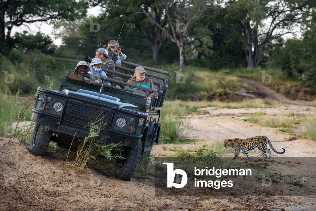 Safari car vehicle and Leopard (Panthera pardus) in Mala Mala Game Reserve Sabi Sand Park Kruger South Africa, Africa, 2020 (photo)