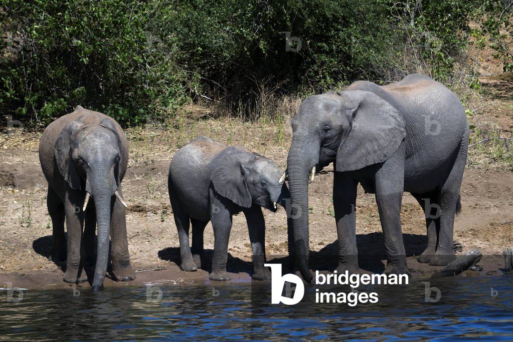 Chibe National Park, Botswana (photo)