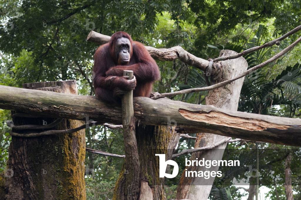 Sumatran Orangutan, Gunung Leuser National Park, Sumatra, Indonesia (photo)