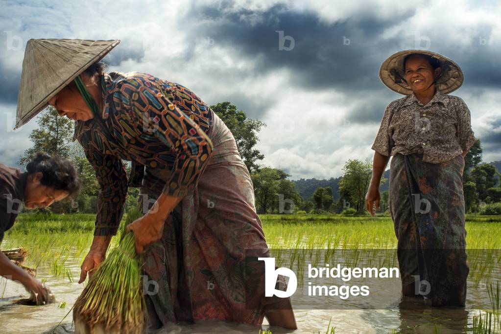 Women working in the ricefiel plantation near Pakse, Laos (photo)