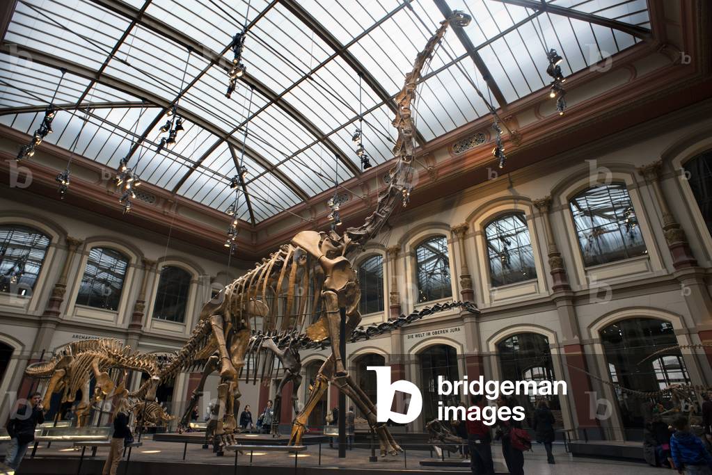 Museum fuer Naturkunde, Berlin Museum of Natural History, Berlin, Germany2018 (photo)