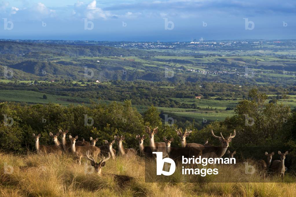 Deer Roaming in the vicinity of Hotel Diana Dea Lodge, Reunion Island (photo)