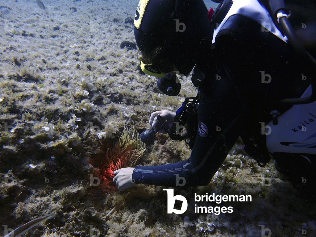 Diving in the Arch area, Formentera, Balearic Islands, Spain (photo)