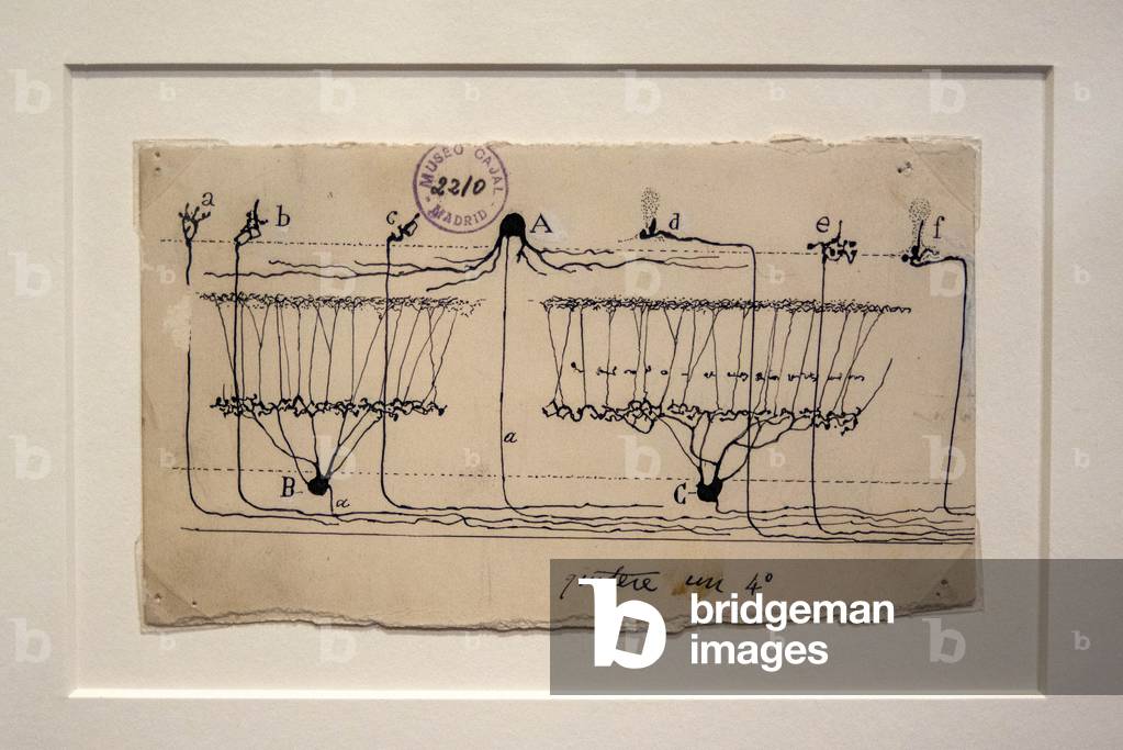 Retina of the sparrow, Brain exhibition MIT Museum, Boston, 2021 (photo)