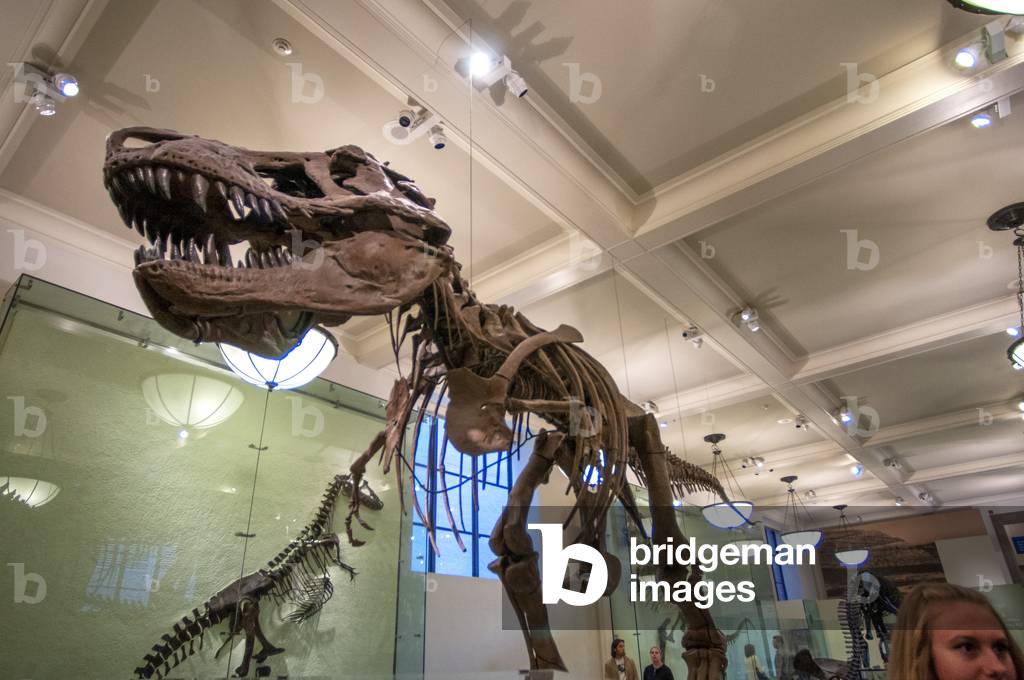 Fossil specimen of the plant-eating dinosaur Triceratops in the American Museum of Natural History, New York City, New York State, United States of America, 2020 (photo)