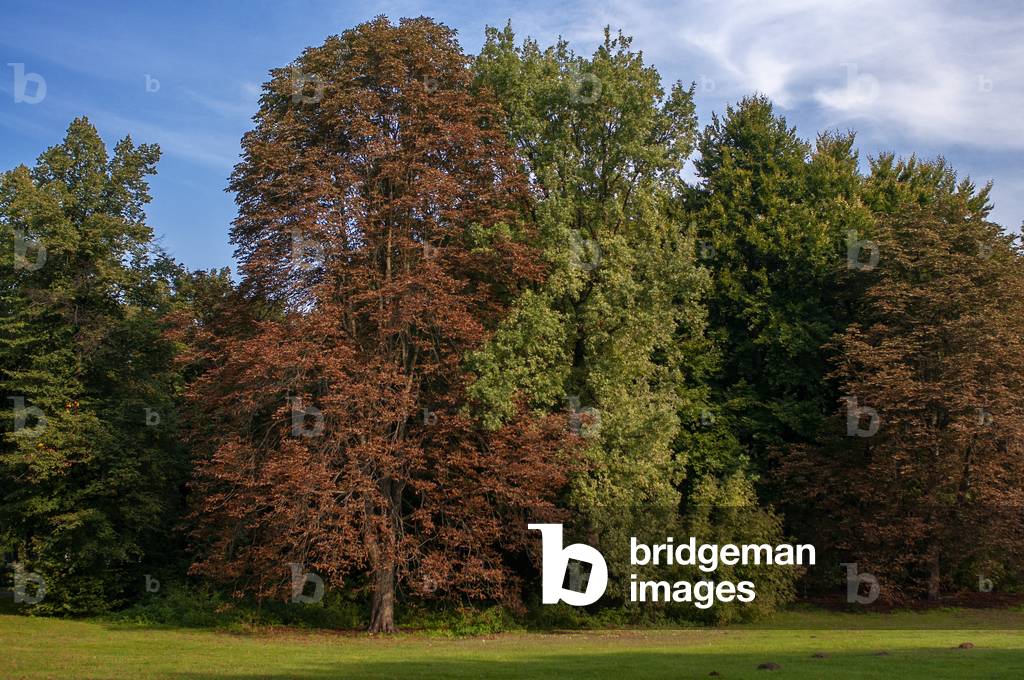 Public park nature Tiergarten central city garden in Berlin, Germany (photo)