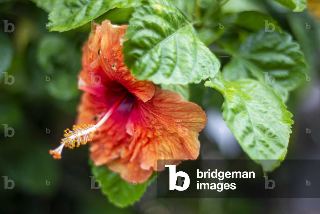 A close-up image of a bright red tropical flower blooms in Moorea, French Polynesia, 2020 (photo)