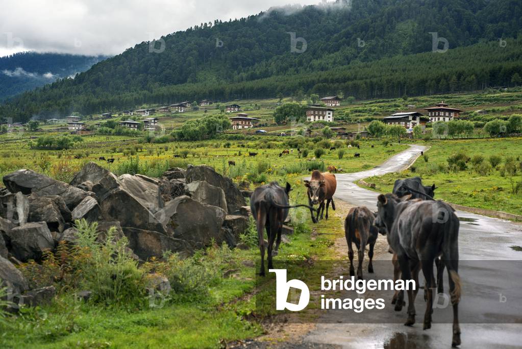 Cows and Farmers near Gangtey Village, Phobjikha Valley, Bhutan, 2021 (photo)