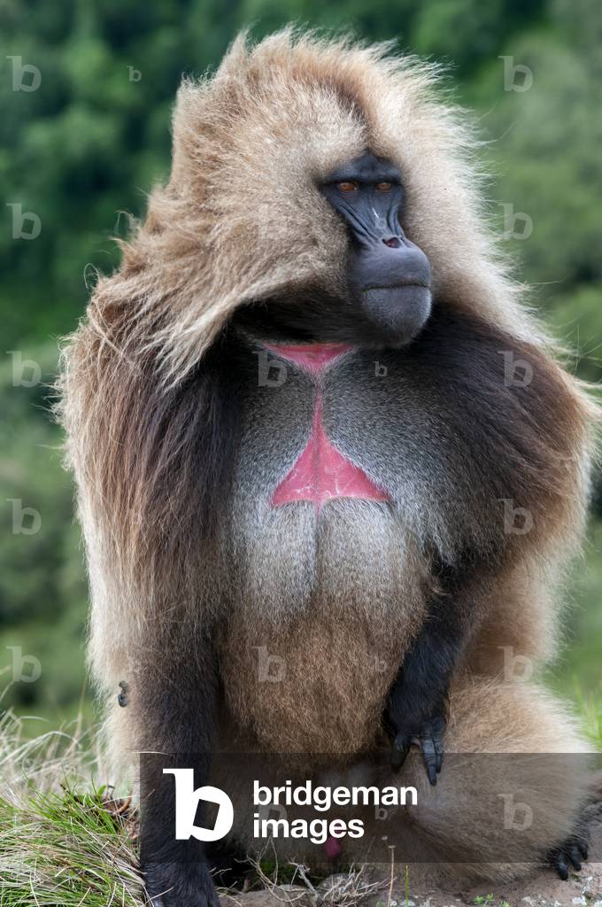 Gelada Baboon Theropithecus Gelada in Simien Mountains National Park, Amhara region, North Ethiopia (photo)