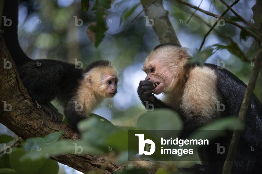 White-headed or white-faced or white-throated capuchin (cebus capucinus) at Manuel Antonio National Park, Costa Rica, Central America (photo)