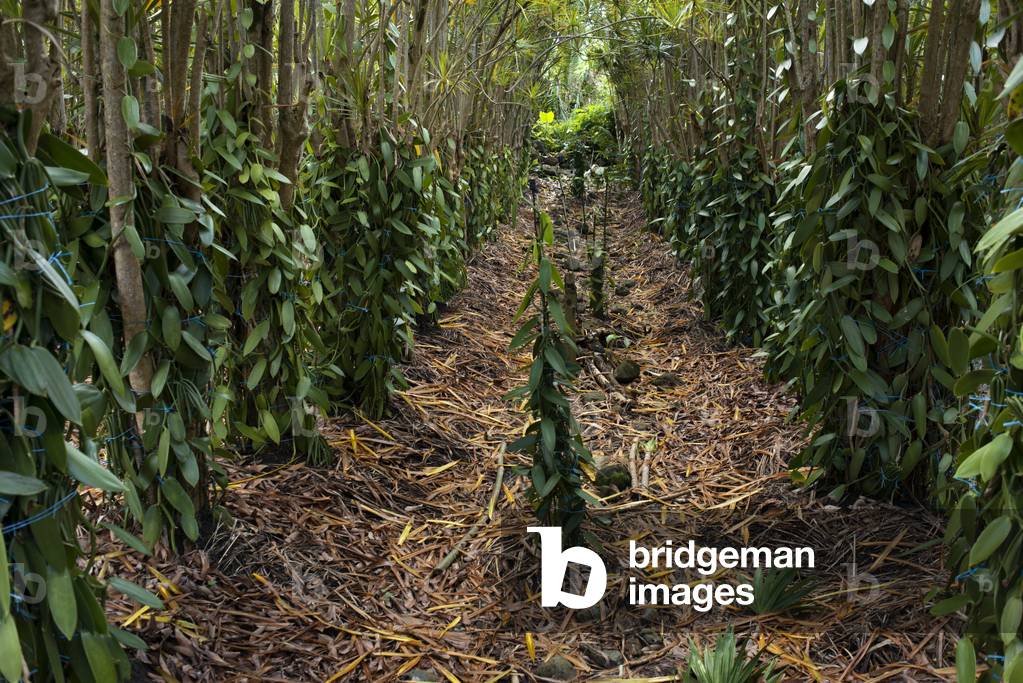 Vanilla Plantations in Reunion Island, Indian Ocean (photo)