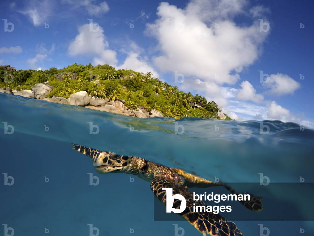 Hawksbill sea turtle under the waters in Seychelles islands. Felicite island (photo)