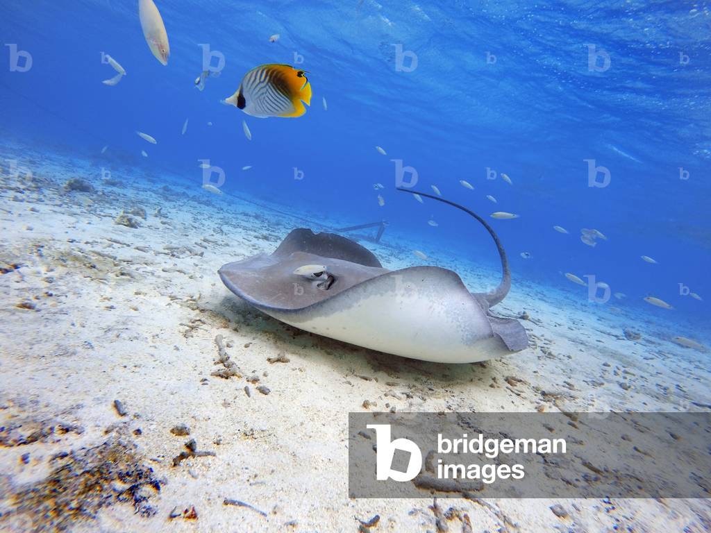 Sting rays in the shallow waters of the Bora Bora lagoon, Moorea, French Polynesia, Society Islands, South Pacific, Cook's Bay, 2020 (photo)