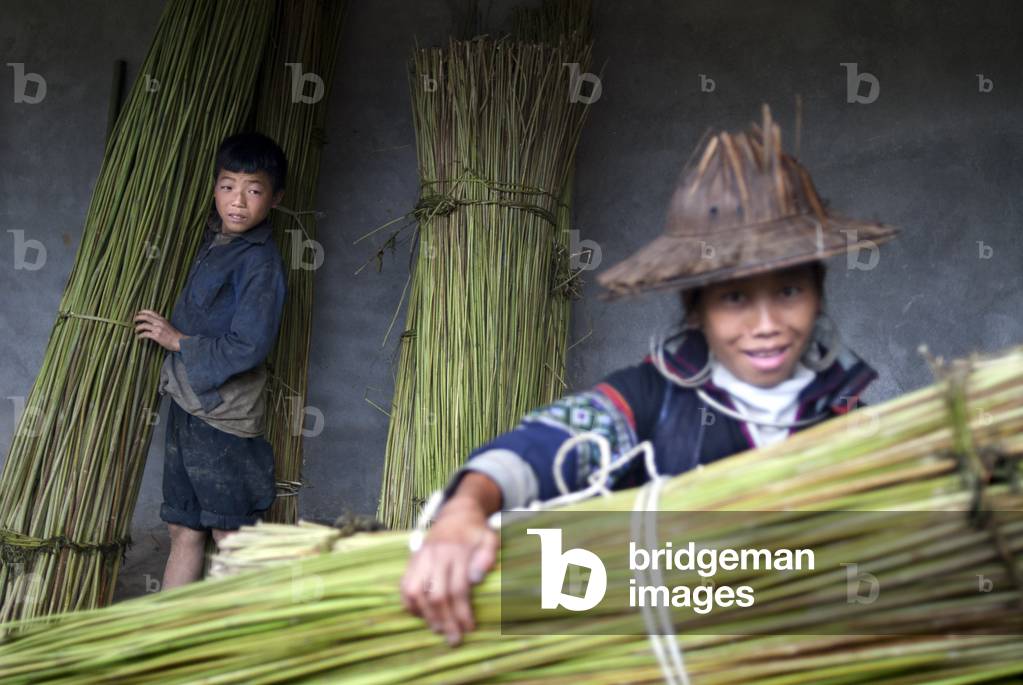 A boy carry bamboo in the way of Sapa to the nearby villages of Lao Chai and Ta Van, Vietnam (photo)